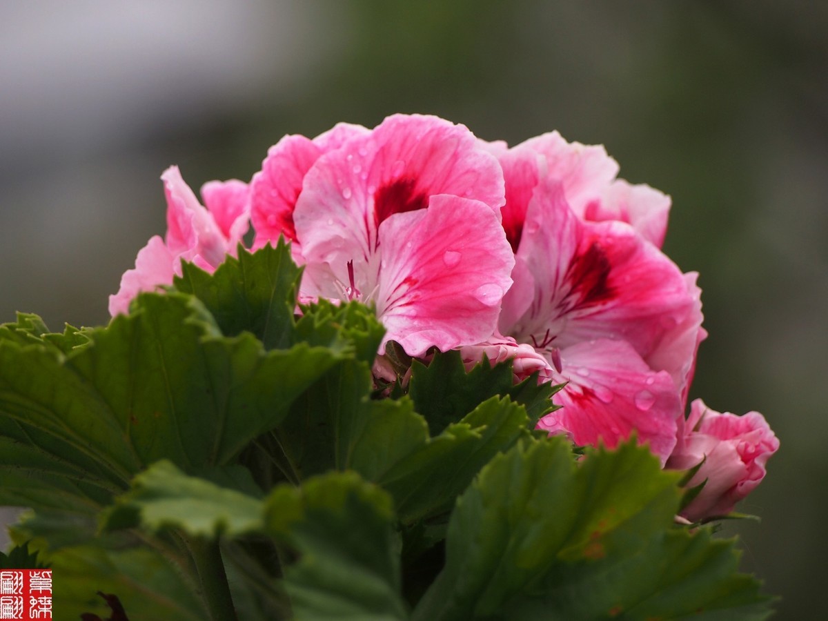 2024天竺葵（中）