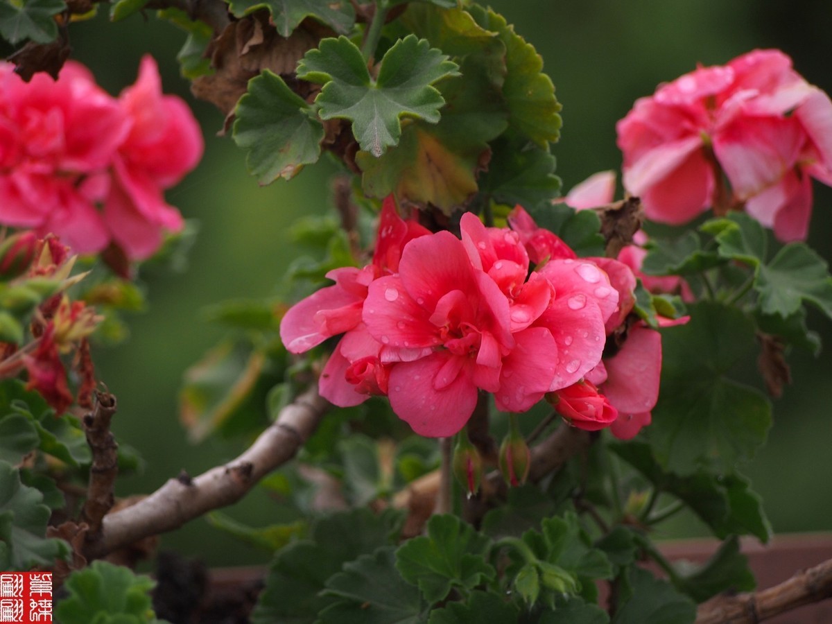 2024天竺葵（中）