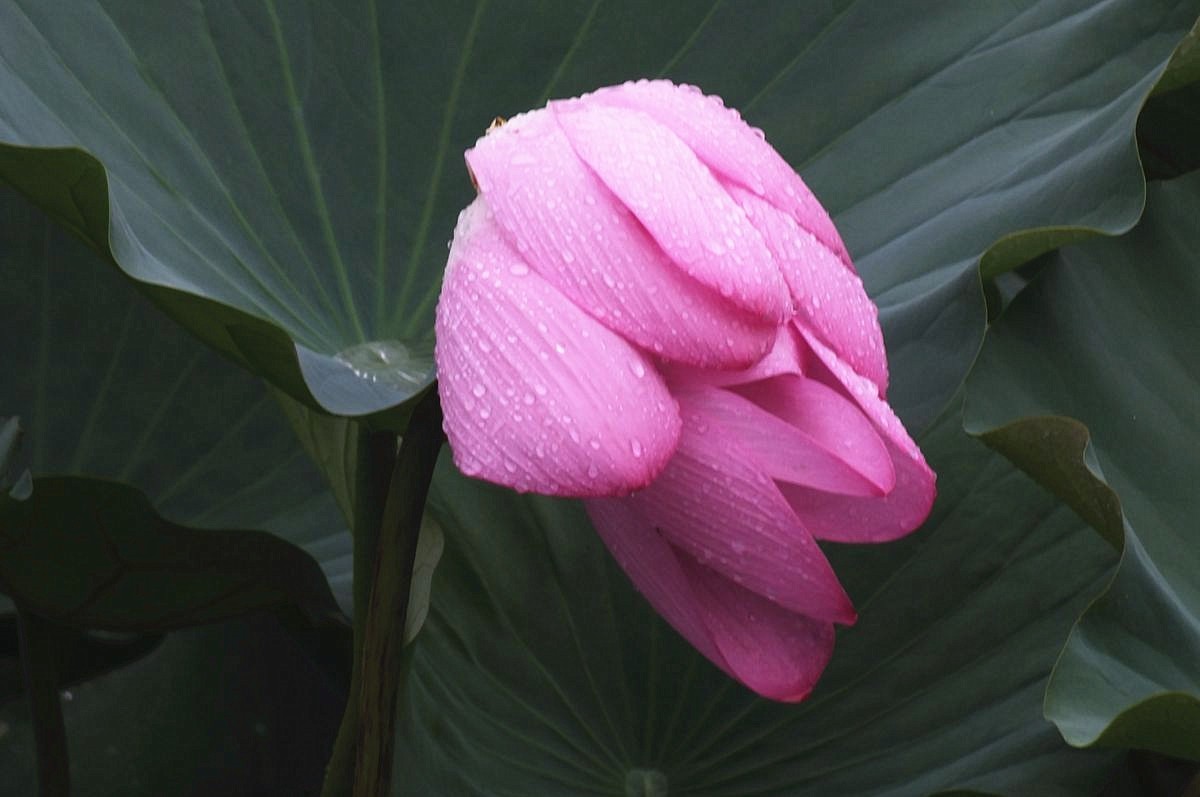 傍晚细雨中的荷塘