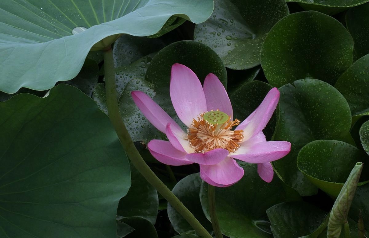 傍晚细雨中的荷塘