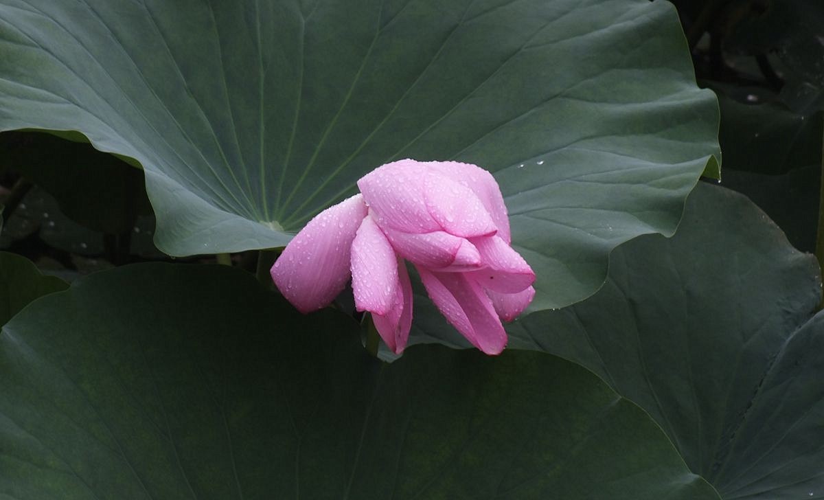 傍晚细雨中的荷塘