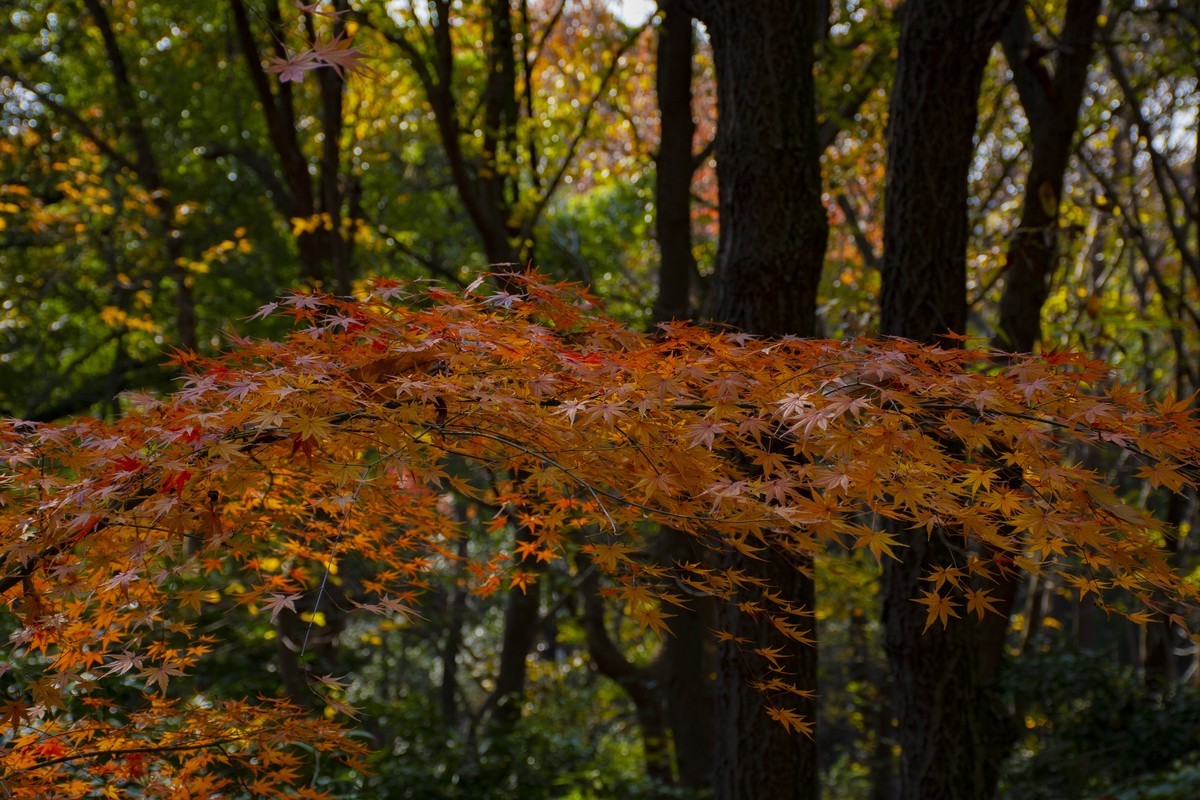 拍照狂魔之虞山秋景