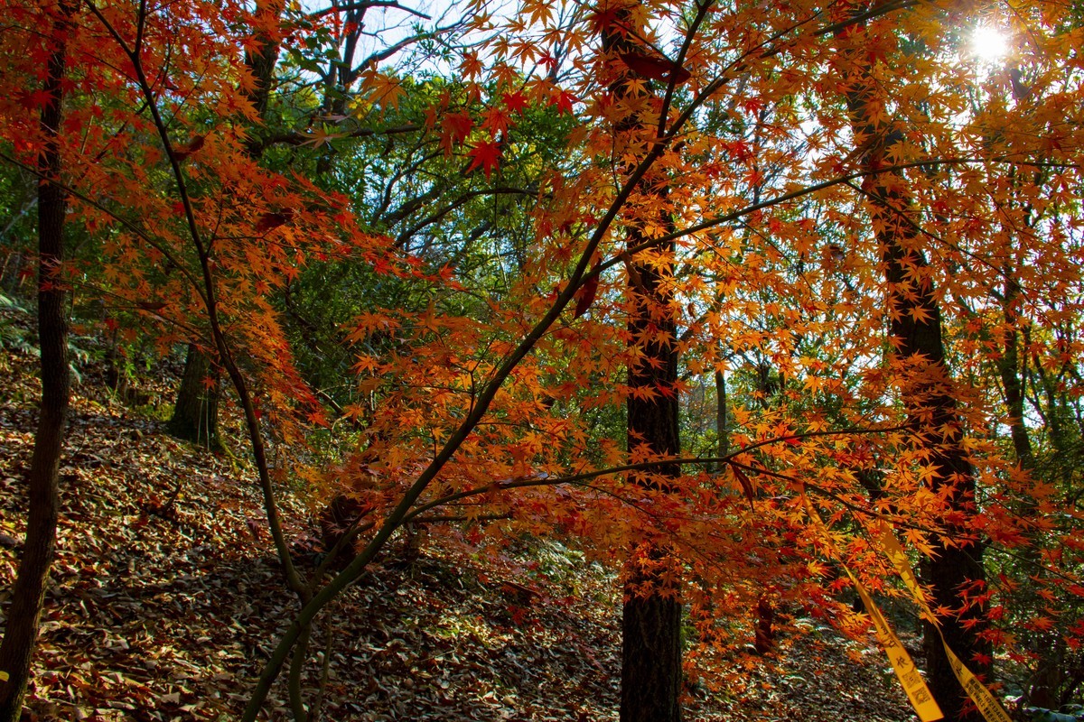 拍照狂魔之虞山秋景