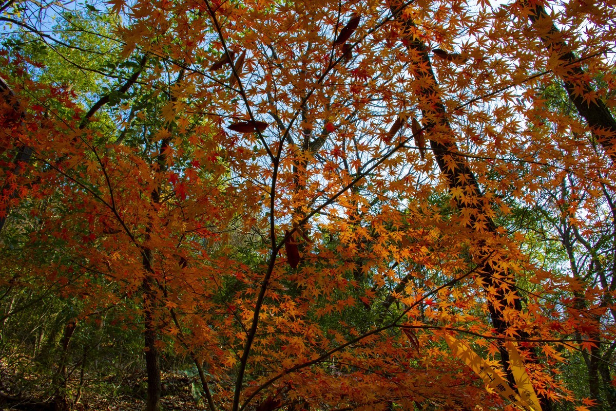 拍照狂魔之虞山秋景