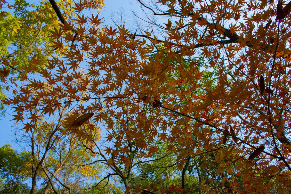 拍照狂魔之虞山秋景