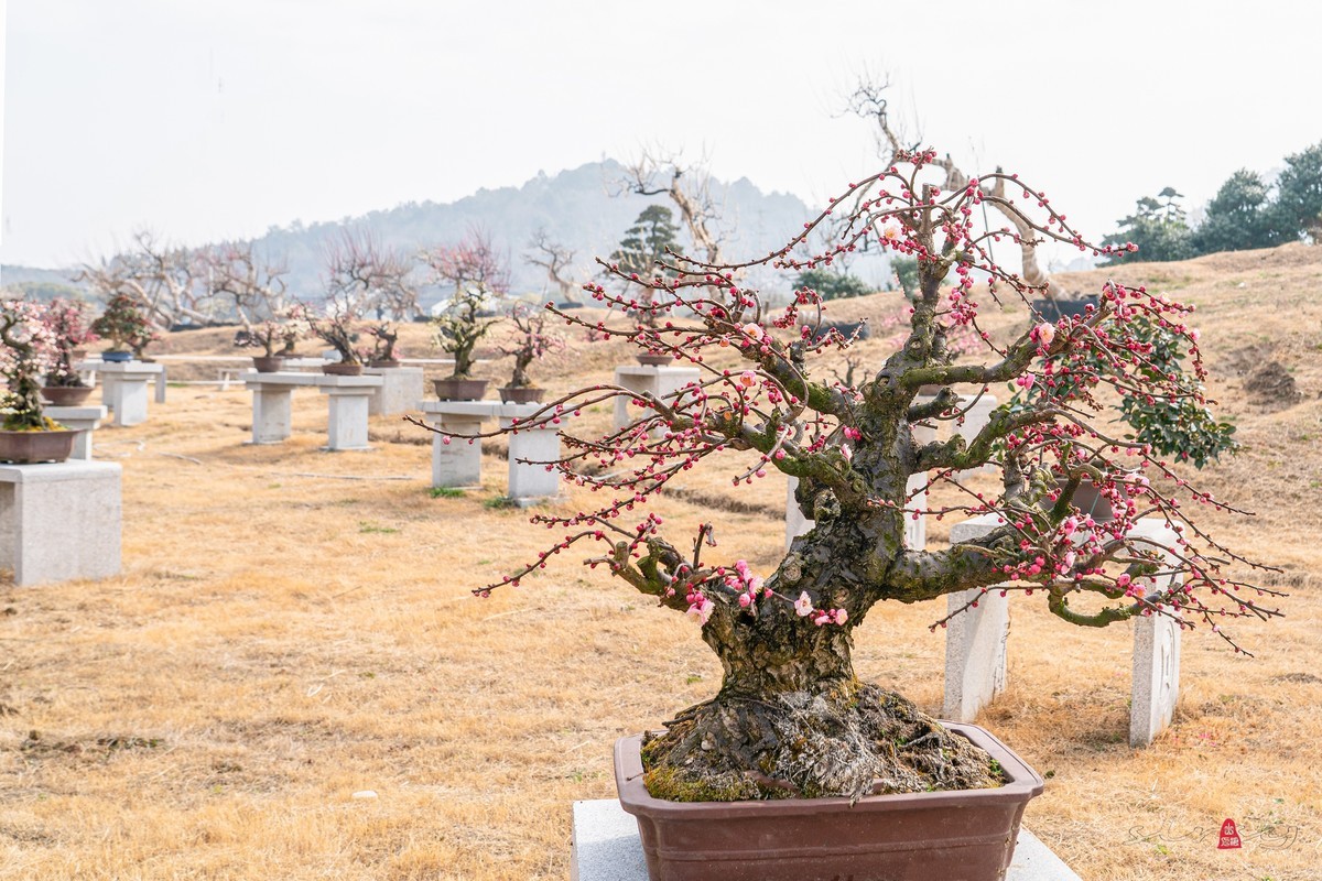 盆栽老梅桩