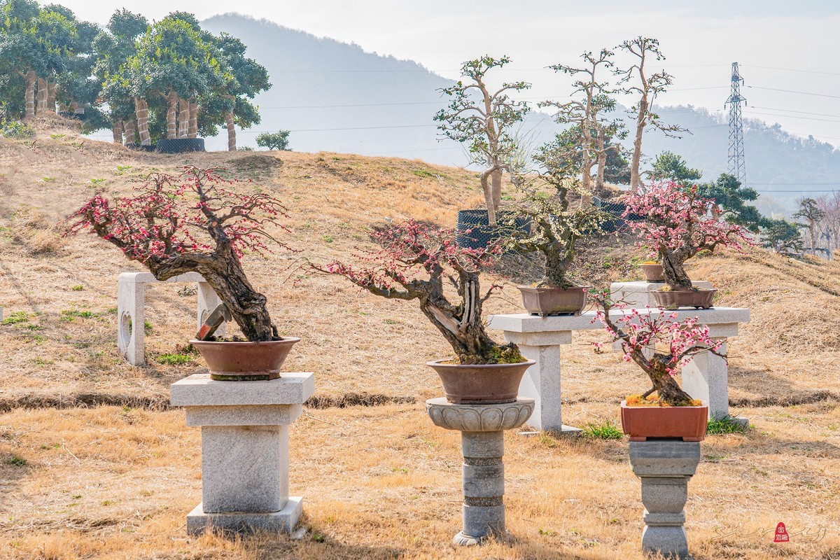 盆栽老梅桩