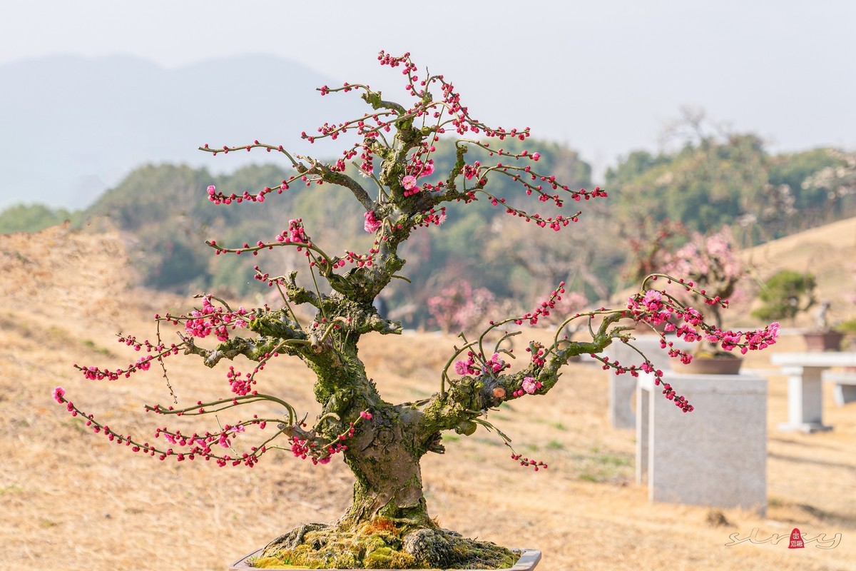 盆栽老梅桩