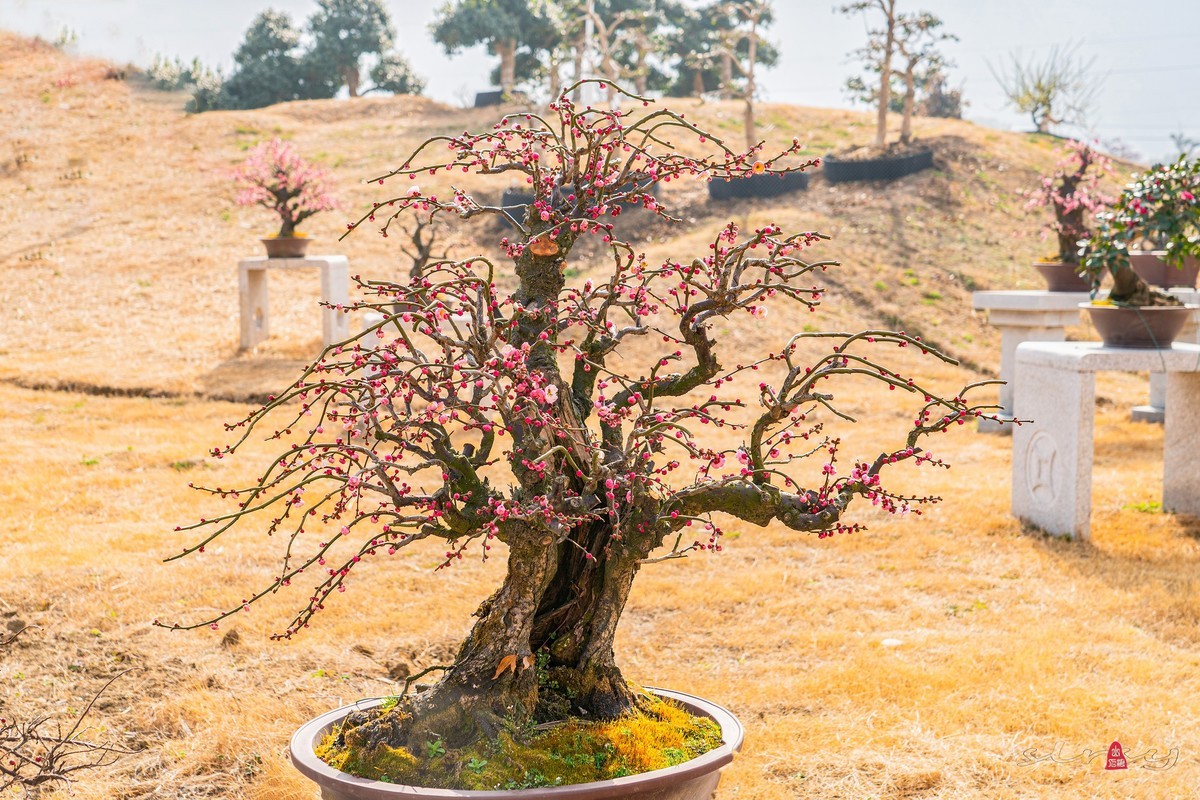 盆栽老梅桩