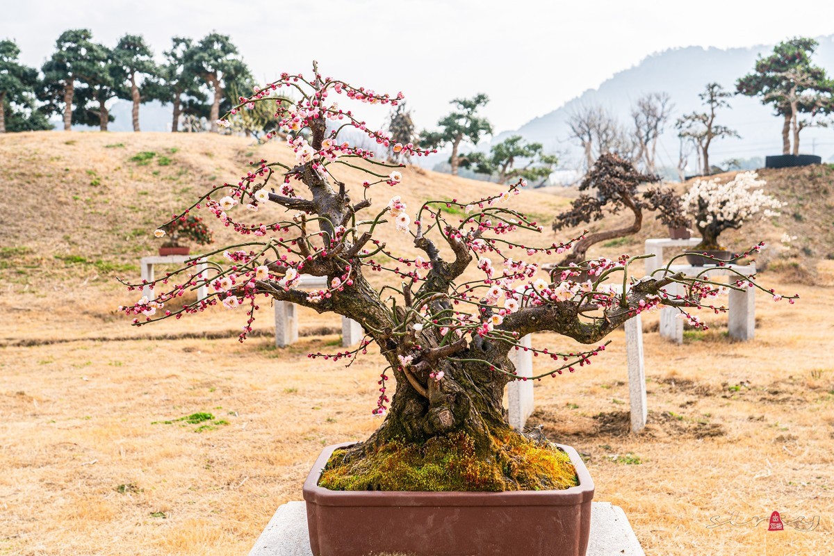 盆栽老梅桩
