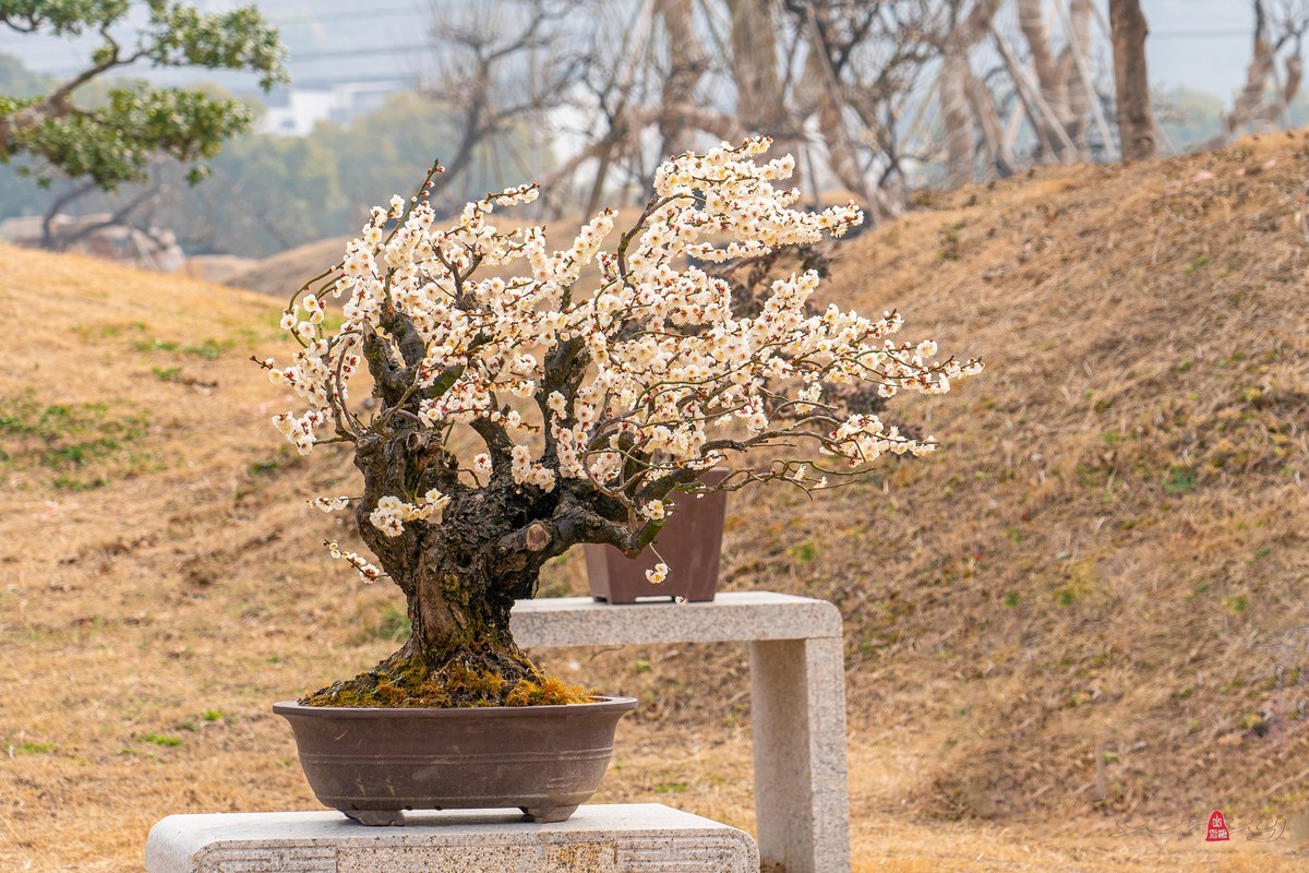 盆栽老梅桩