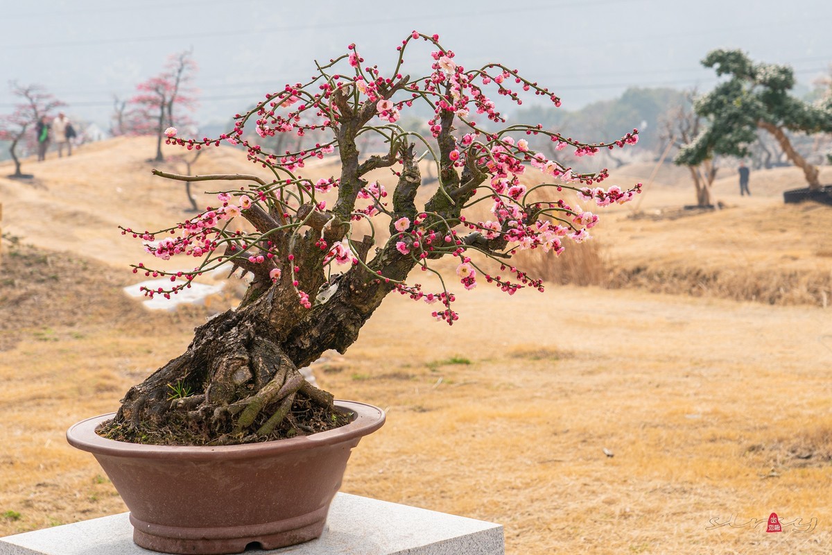 盆栽老梅桩