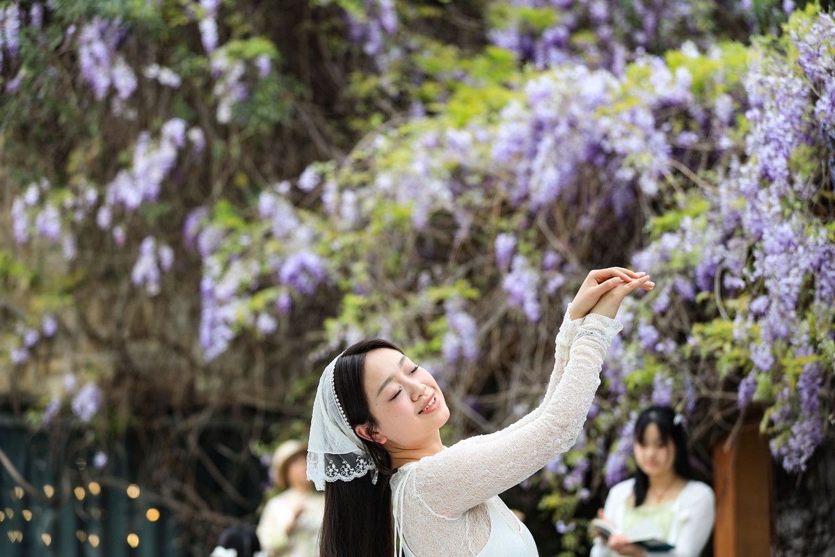 月湖公园紫腾花--45