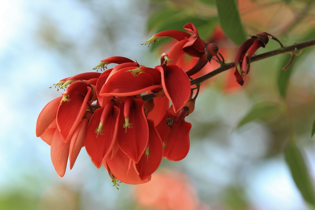 拍摄花卉一（589）