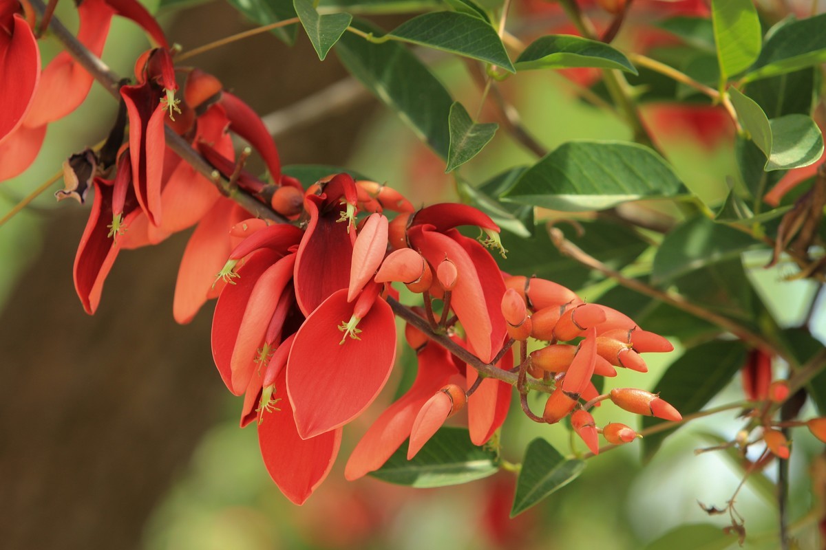 拍摄花卉一（589）