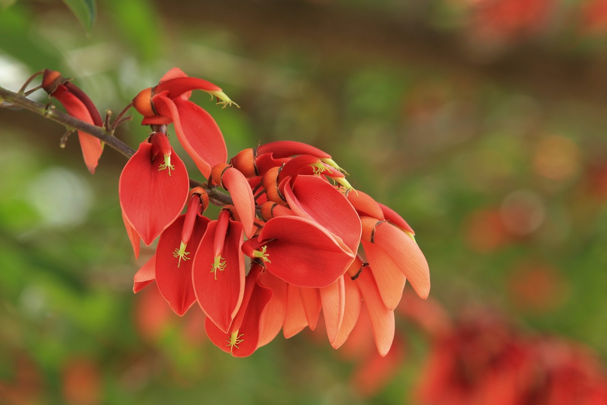 拍摄花卉一（589）