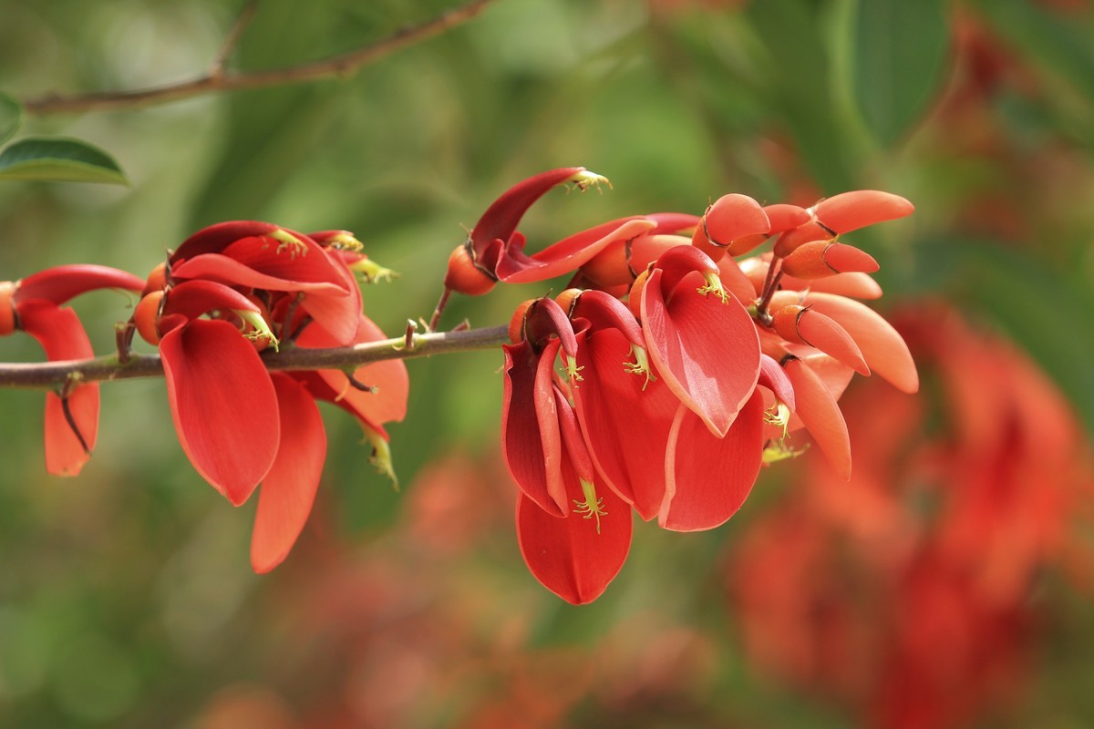 拍摄花卉一（589）