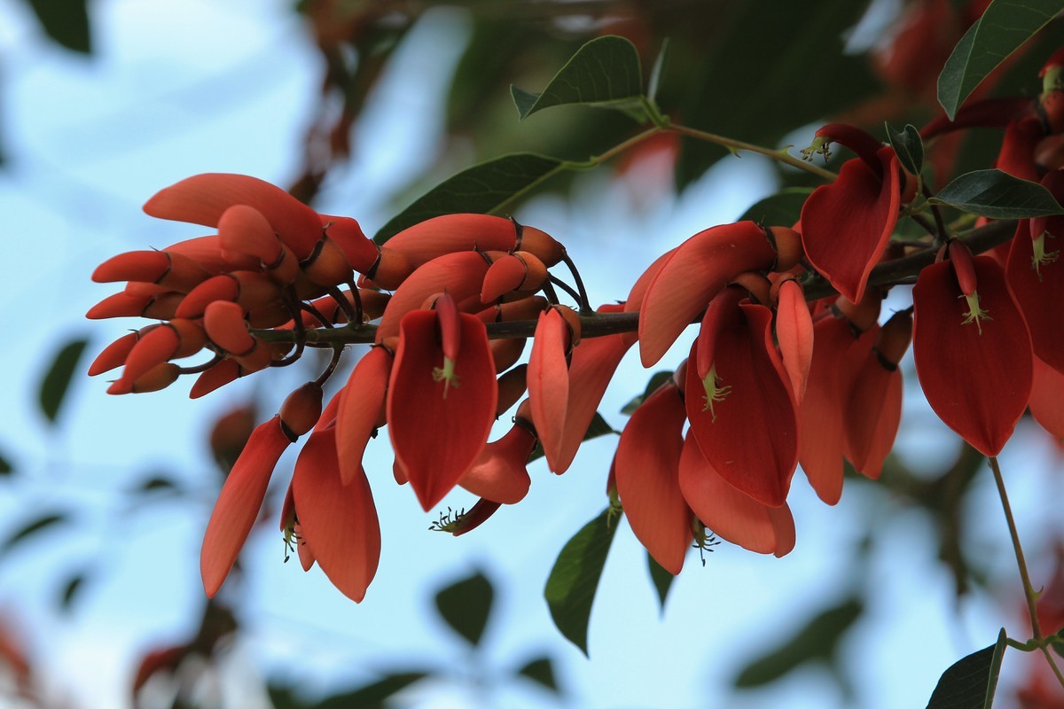 拍摄花卉一（589）