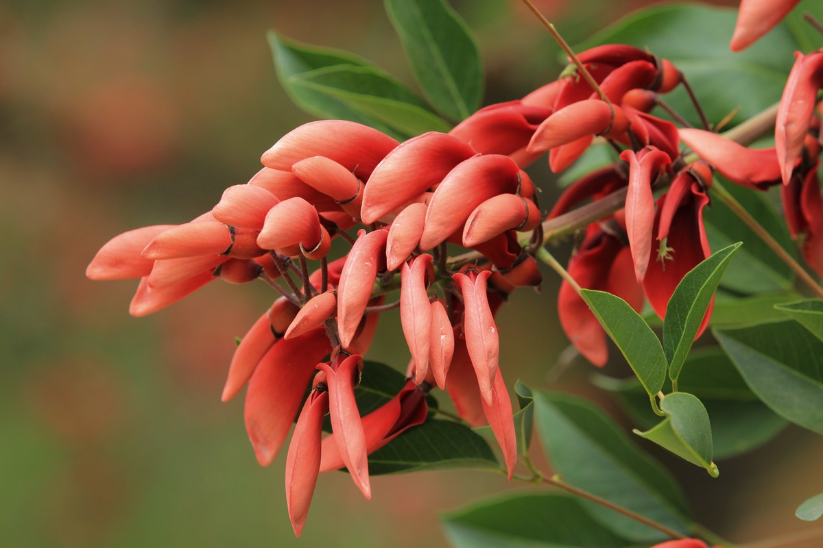 拍摄花卉一（589）