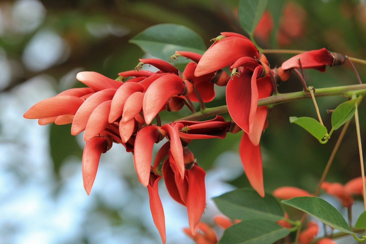 拍摄花卉一（589）