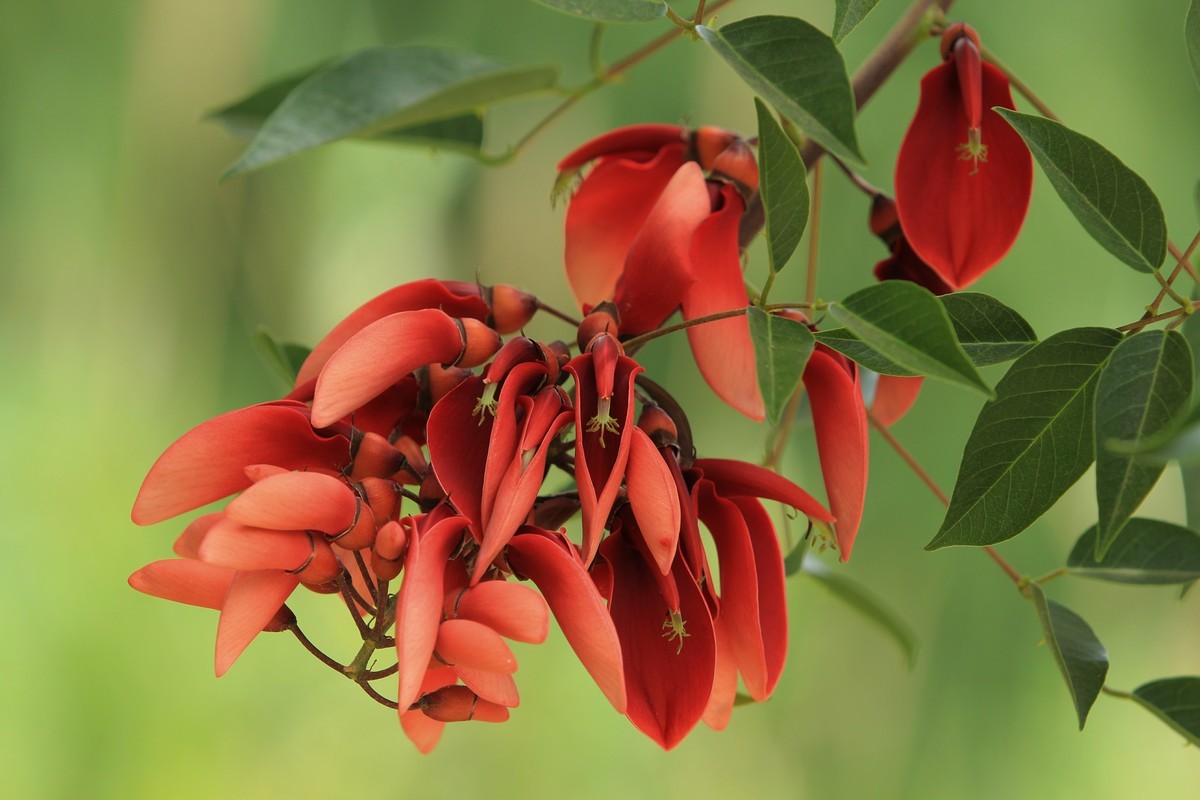 拍摄花卉一（589）