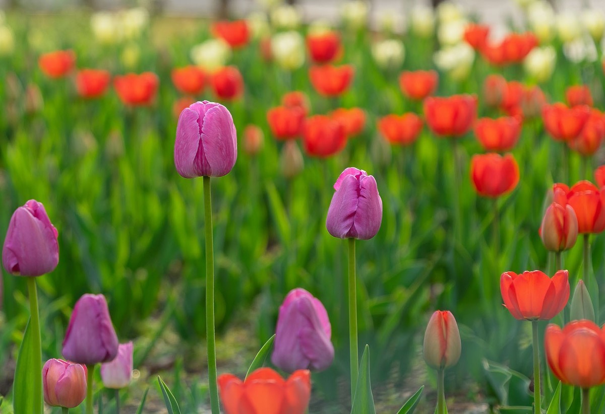 植物园的郁金香（5）