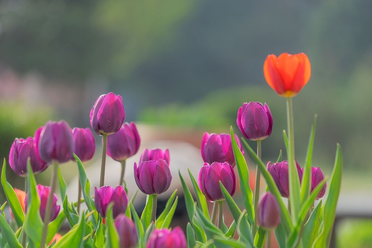 植物园的郁金香（5）