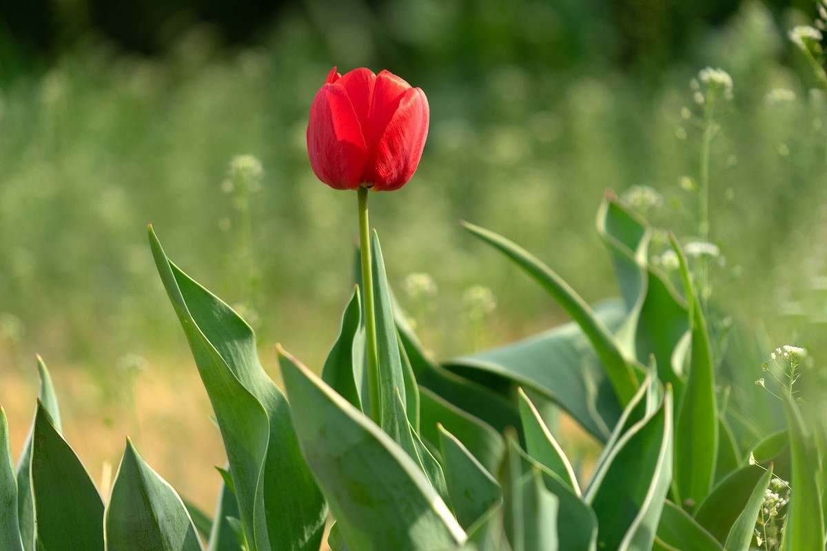 植物园的郁金香（5）