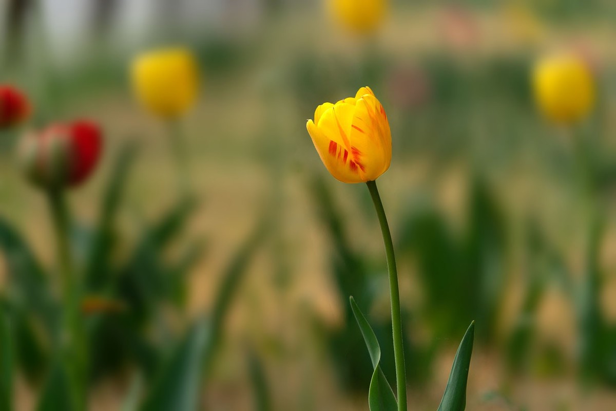 植物园的郁金香（5）