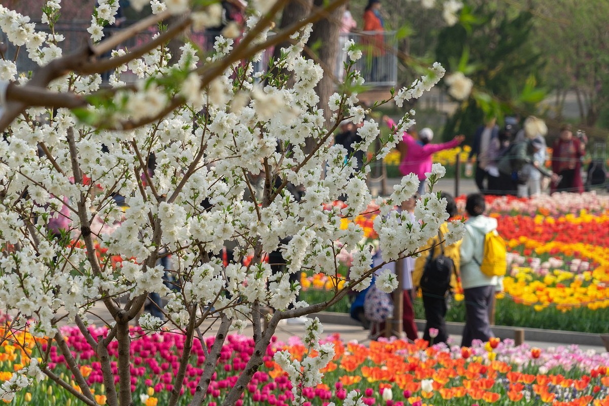植物园的郁金香（5）