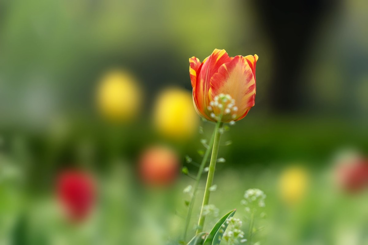 植物园的郁金香（5）