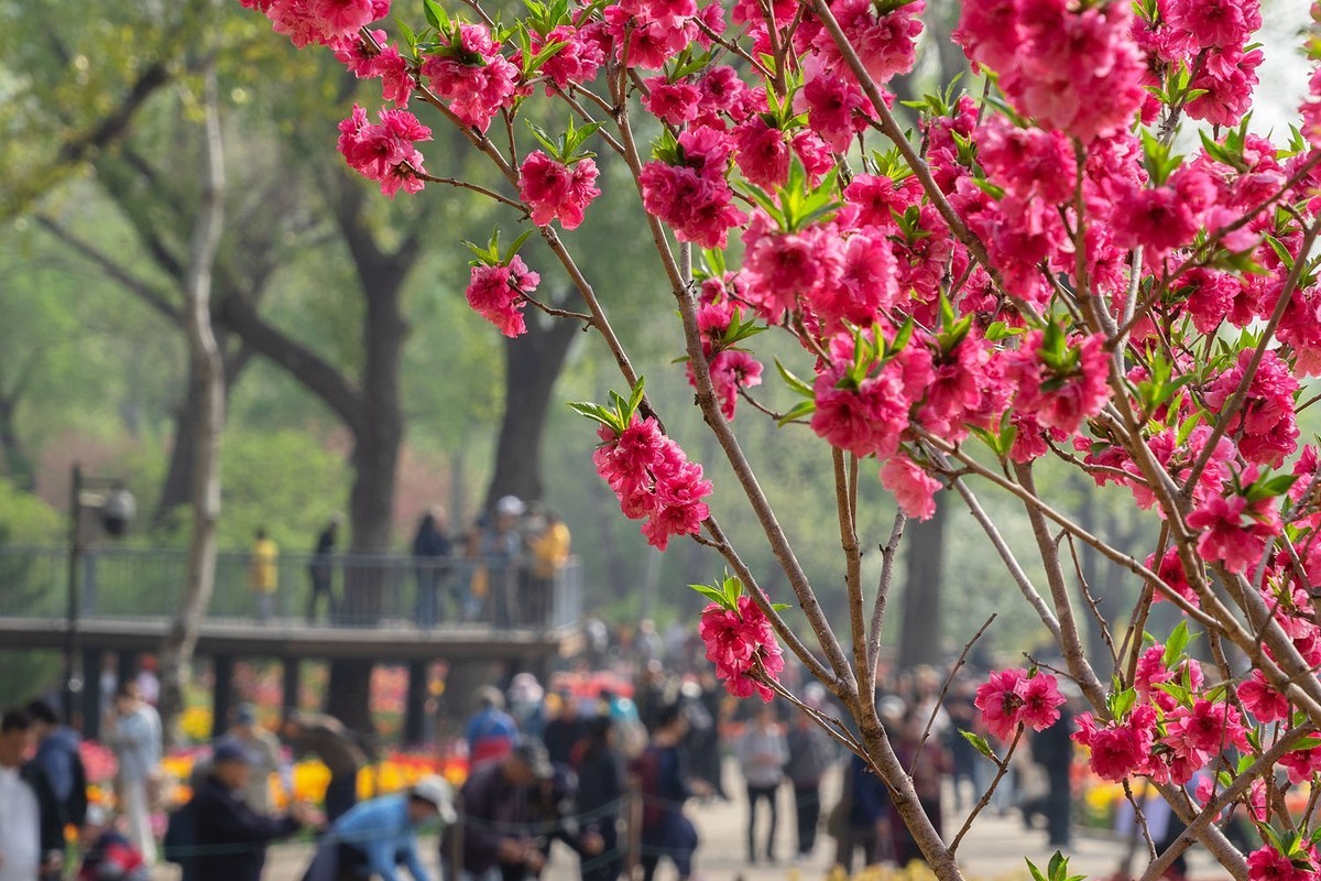 植物园的郁金香（5）