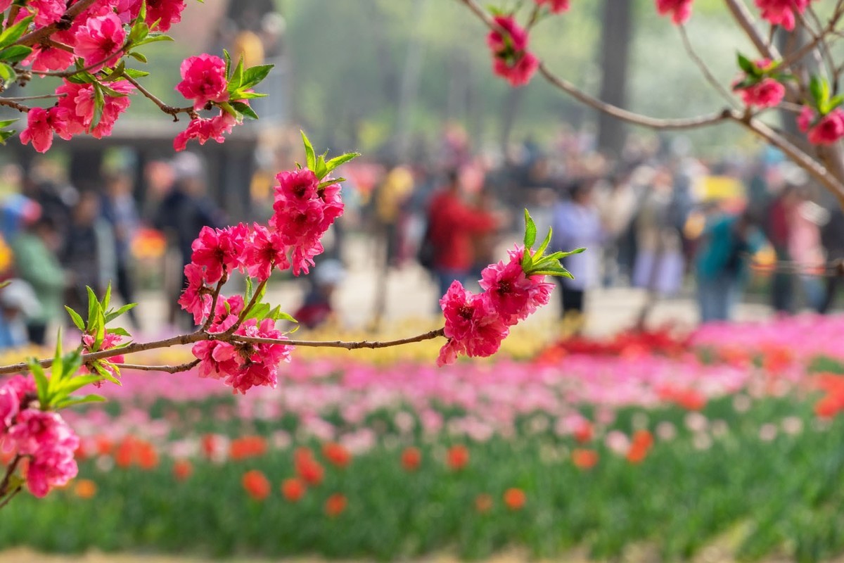 植物园的郁金香（5）