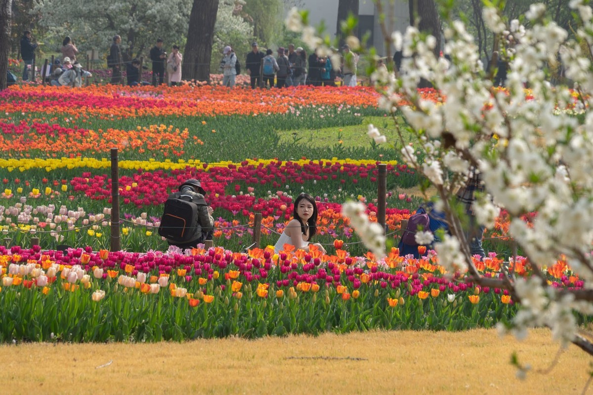 植物园的郁金香（5）