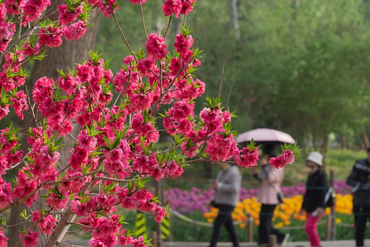 植物园的郁金香（5）