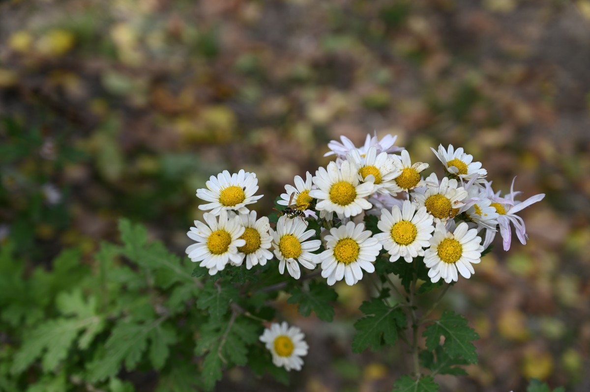小菊花