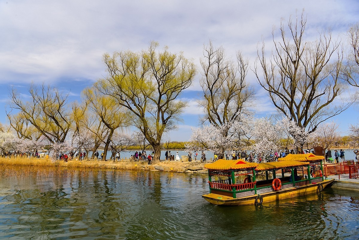 2025年第0335贴-颐和园桃花季（0520）