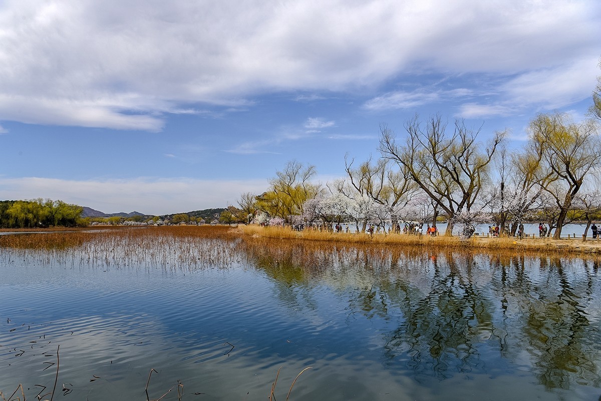 2025年第0335贴-颐和园桃花季（0520）