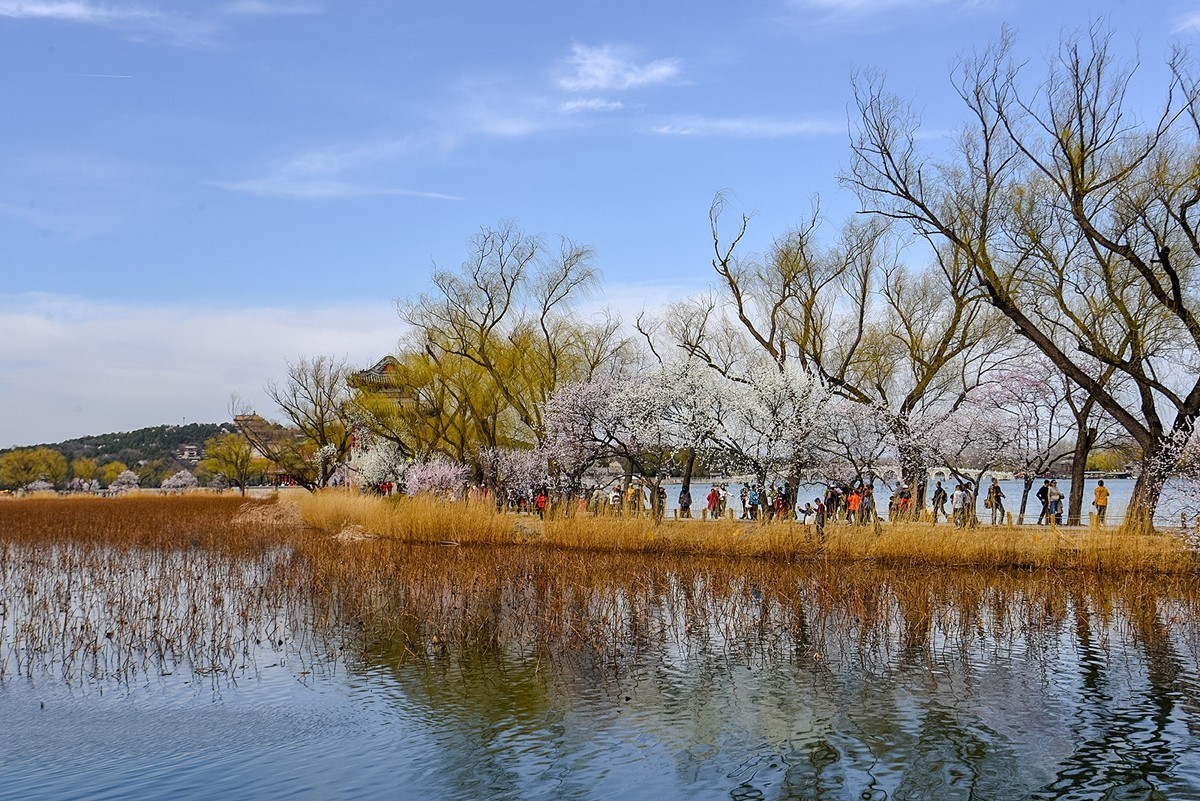 2025年第0335贴-颐和园桃花季（0520）
