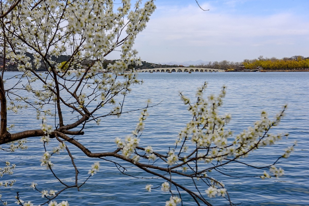 2025年第0335贴-颐和园桃花季（0520）