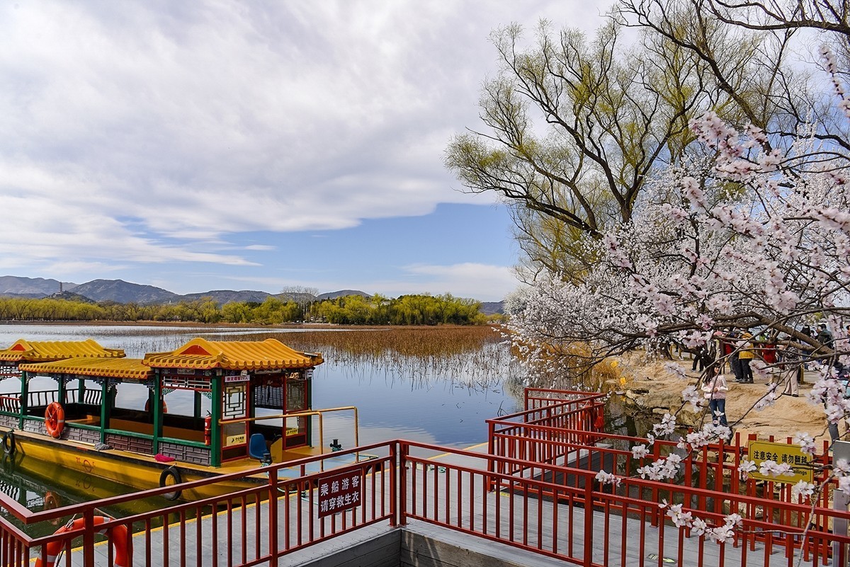 2025年第0335贴-颐和园桃花季（0520）