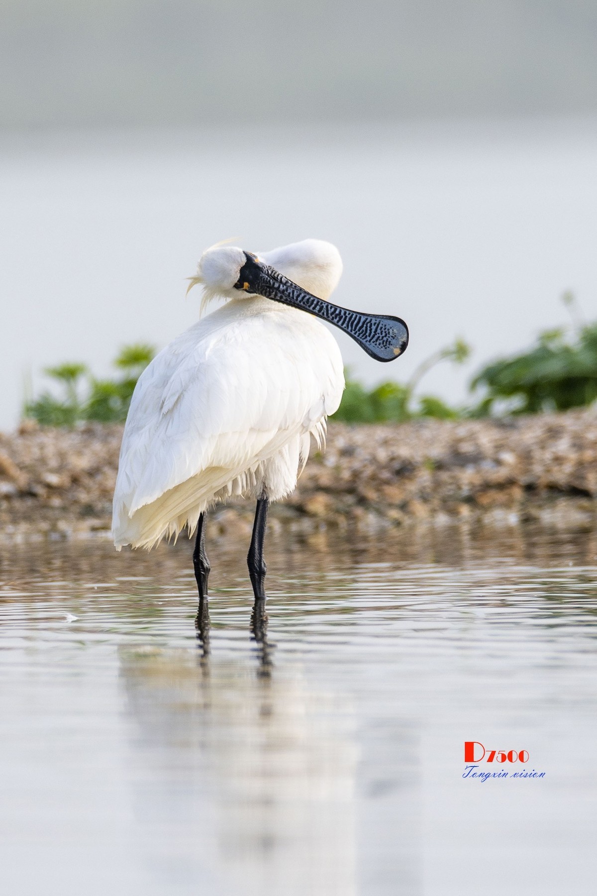 庄河鹭泊湖（16）