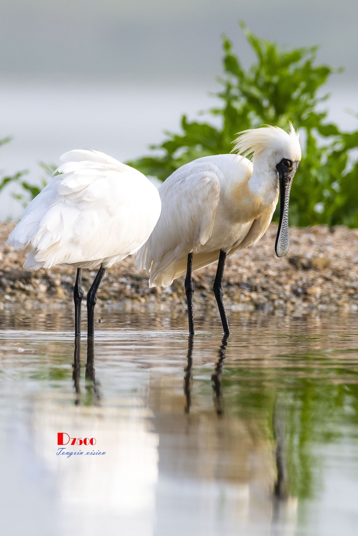 庄河鹭泊湖（16）