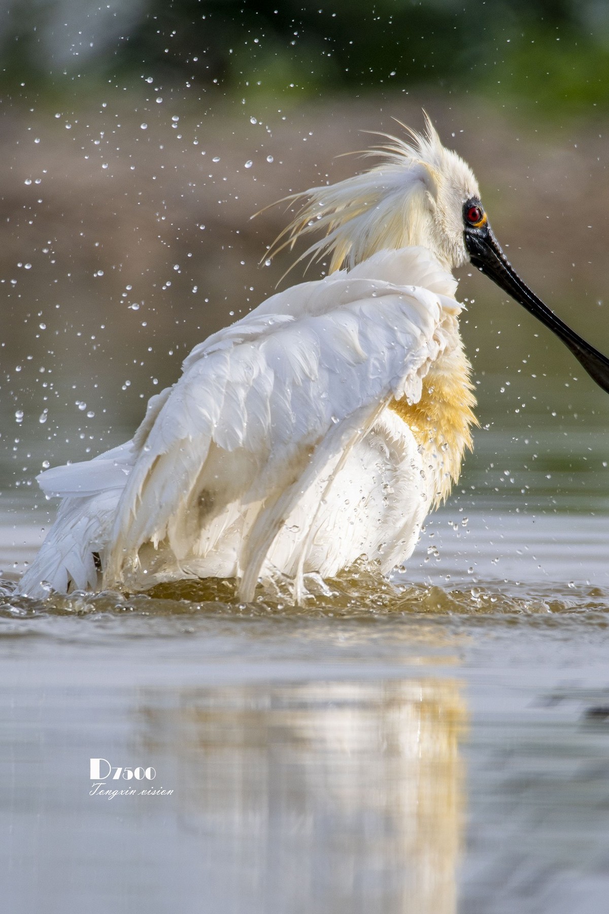 庄河鹭泊湖（16）