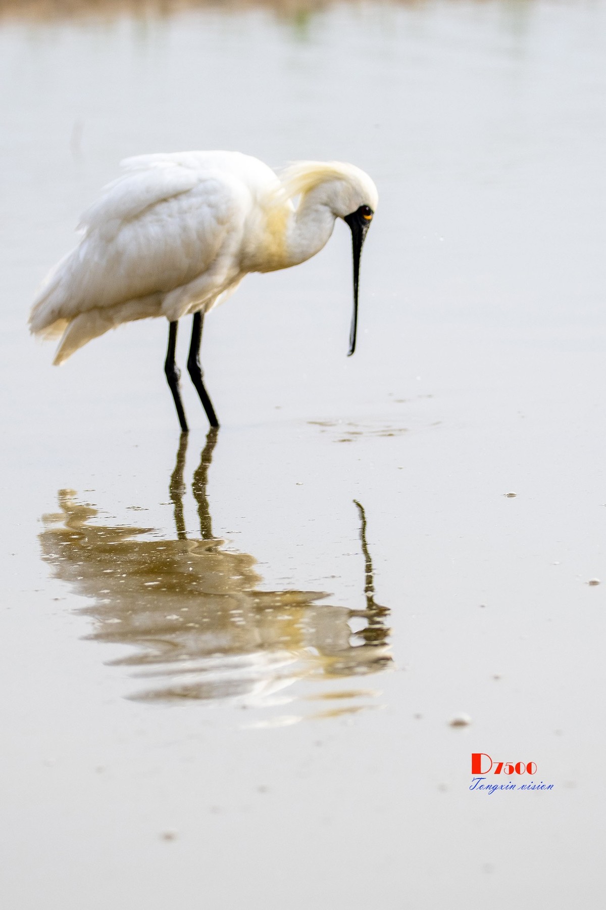 庄河鹭泊湖（16）