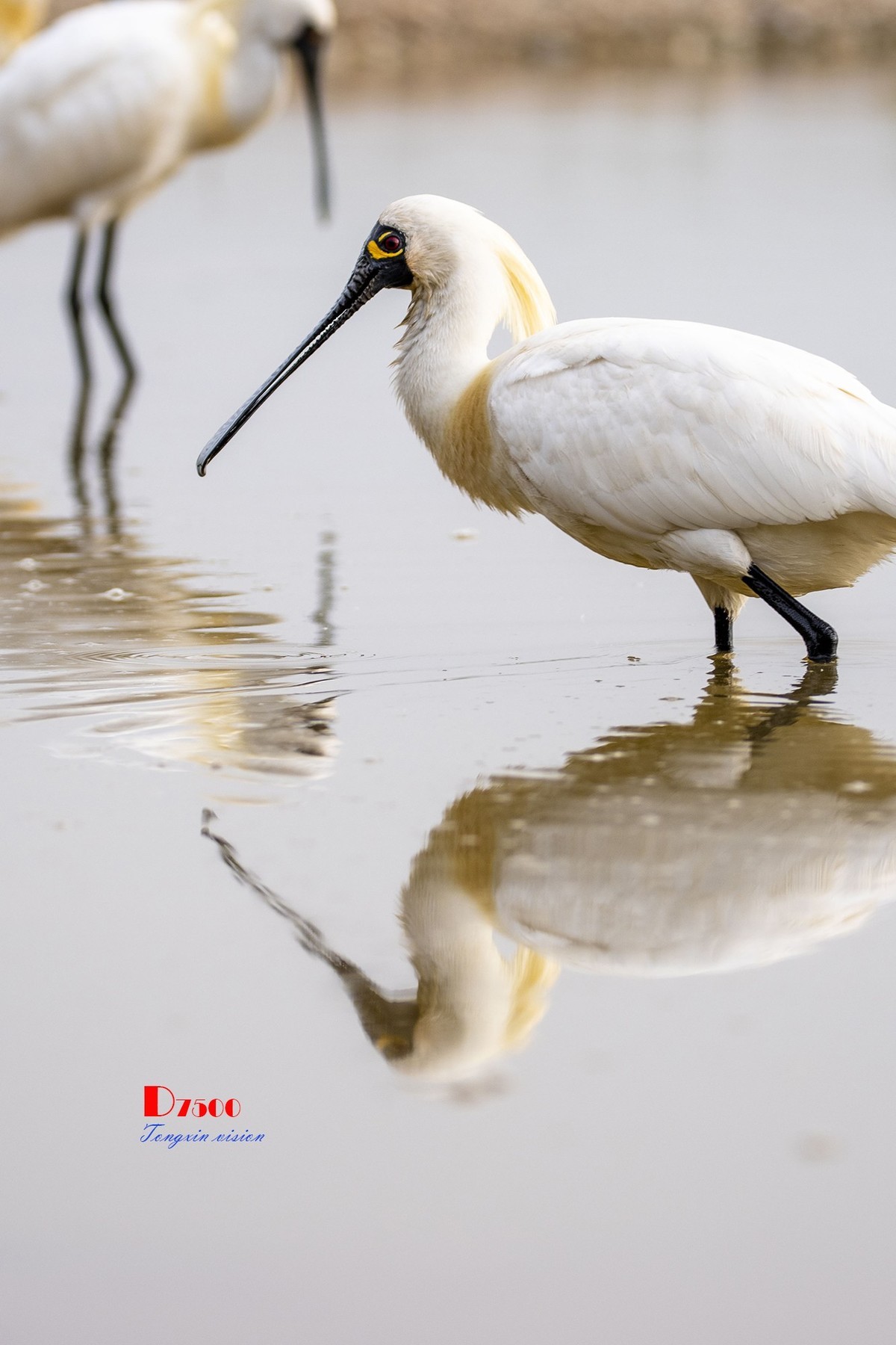 庄河鹭泊湖（16）
