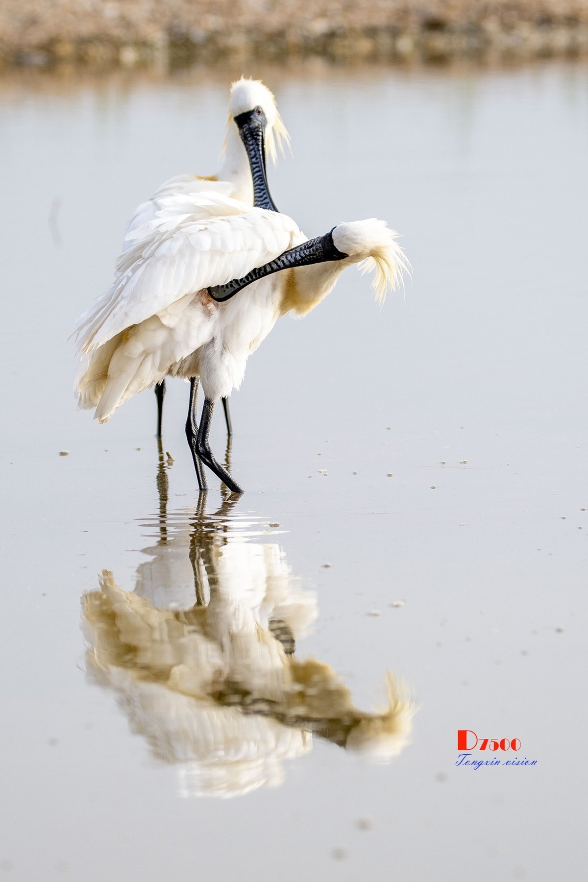 庄河鹭泊湖（16）