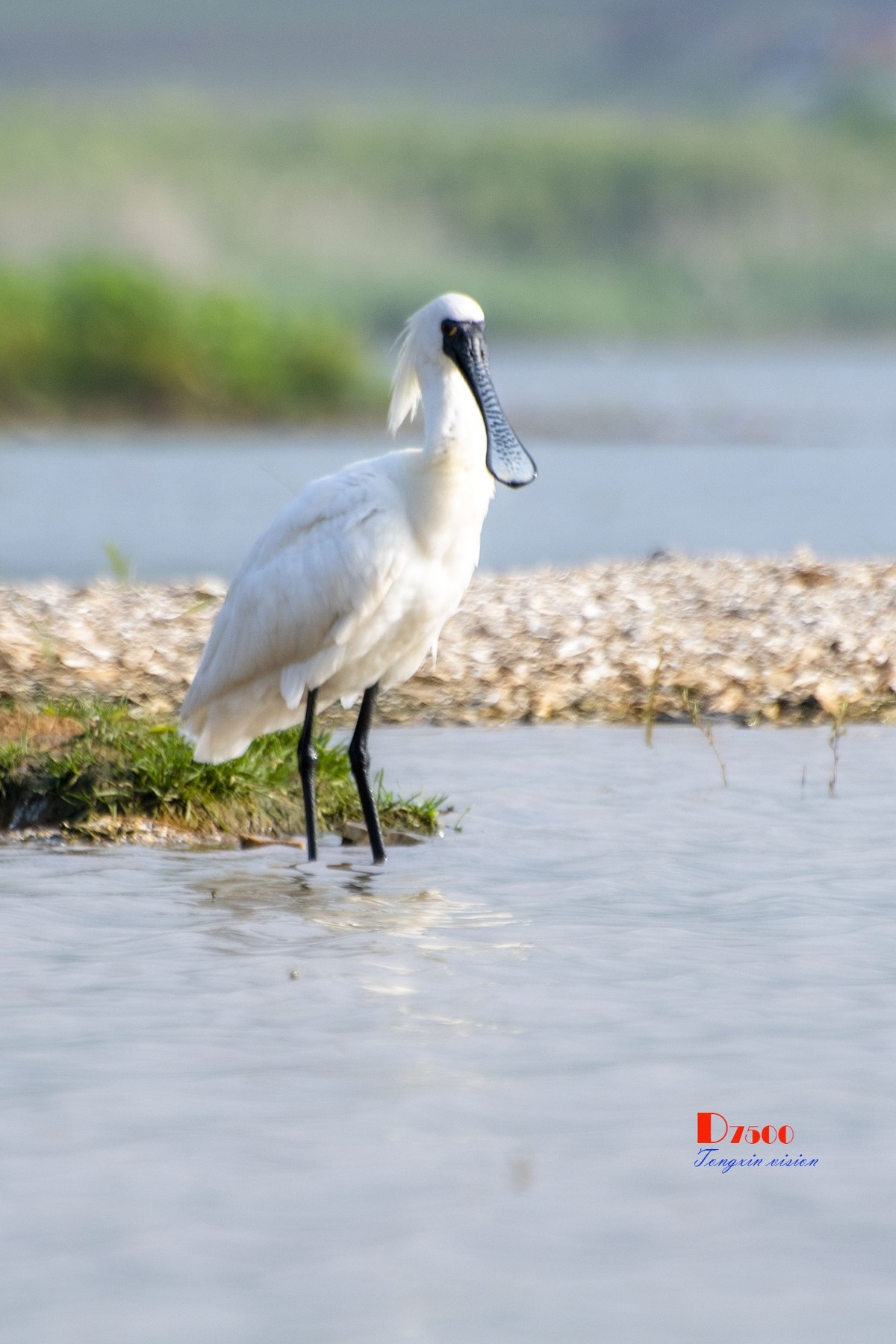 庄河鹭泊湖（16）