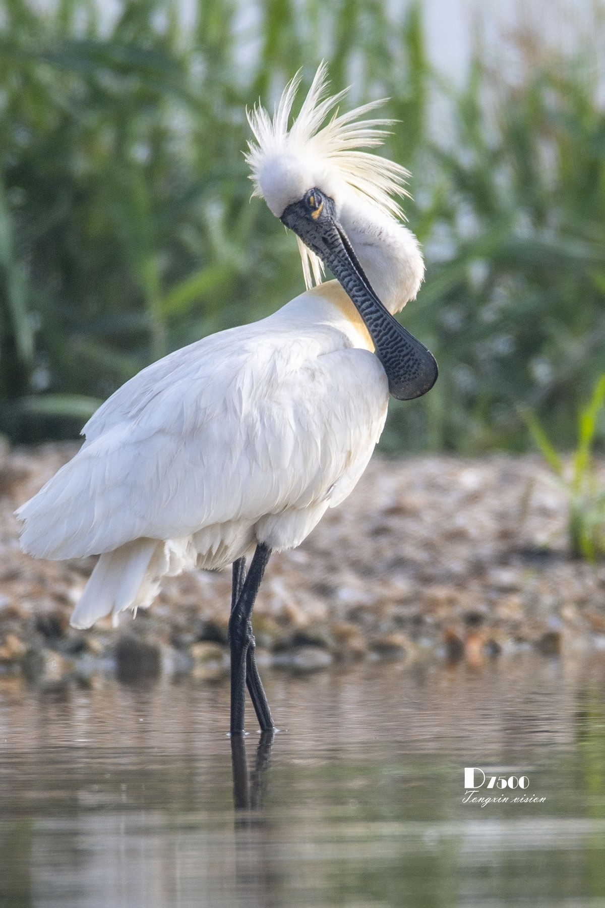 庄河鹭泊湖（16）