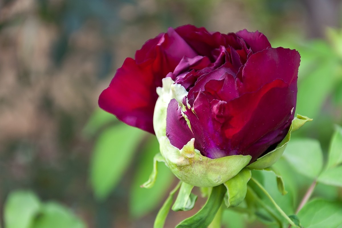 花开富贵-泉城公园9